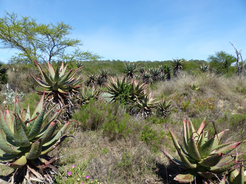 Wanderung Aloe Hill Trail